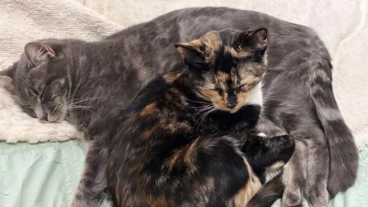 Tragically the family's cats Darlings and Floyd died in the fire