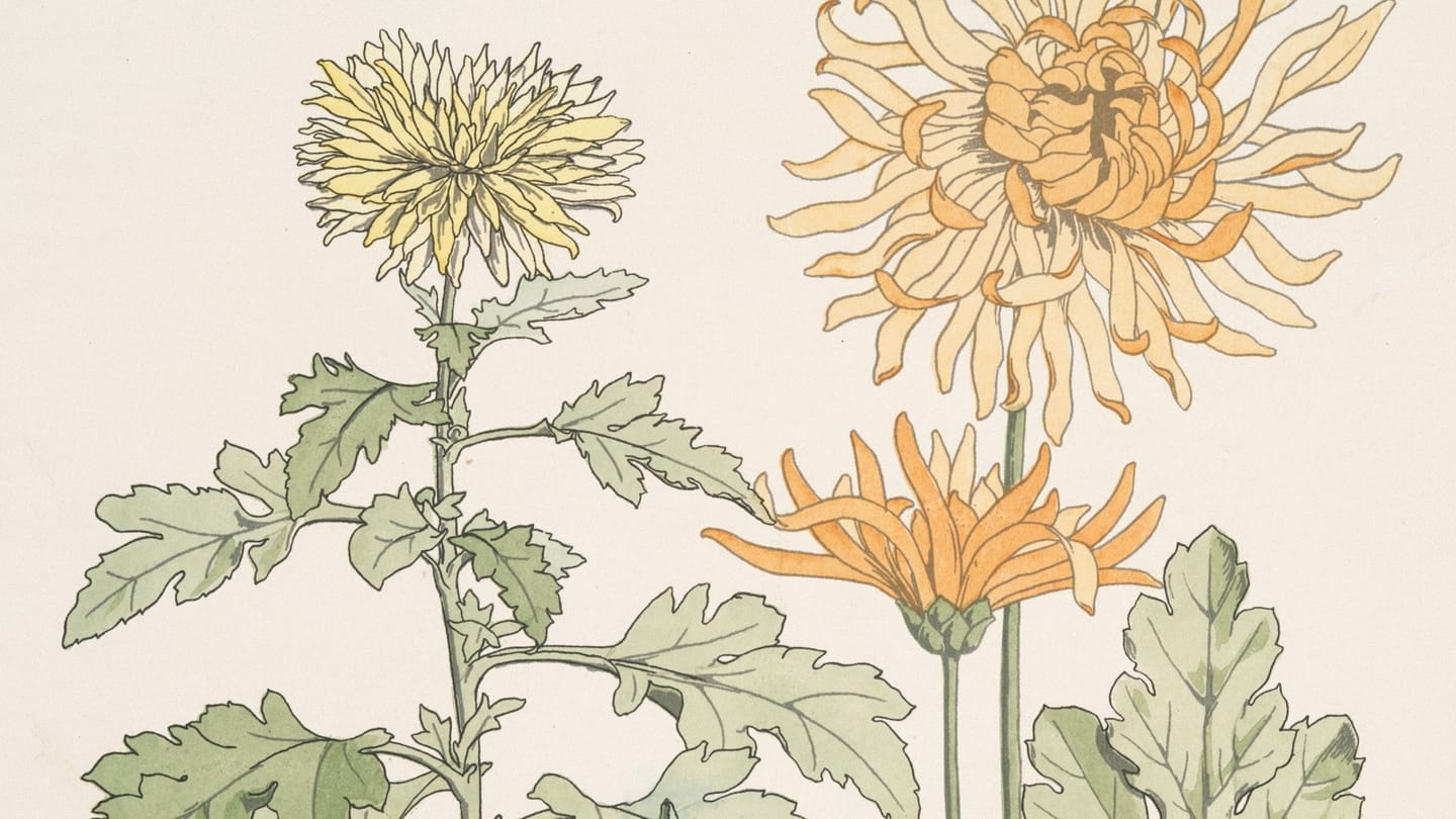 What to plant now for colour that lasts into autumn