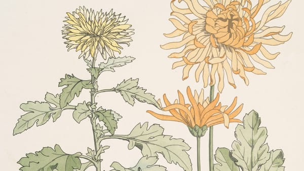 What to plant now for colour that lasts into autumn