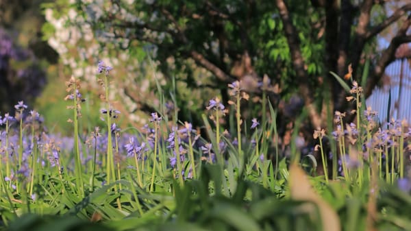 Heatwave survival tips for your summer garden